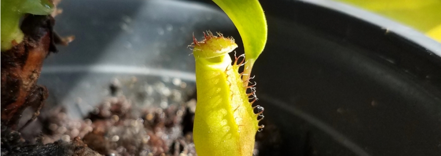 A tiny nepenthes pitcher.