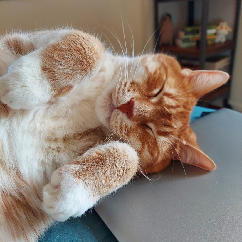 A large male orange tabby cat lays on the edge of a bed. He's curled up on his side, paws in the air. 