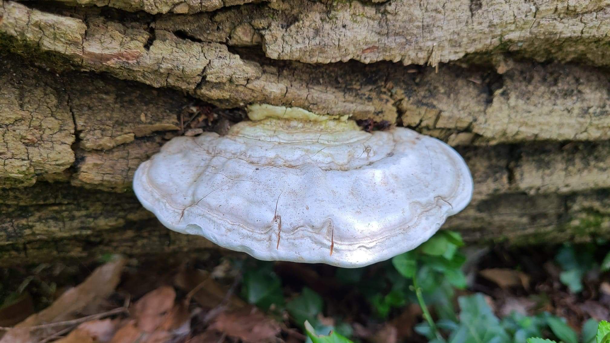 A flat white mushroom clinging to the bark of a fallen tree.
