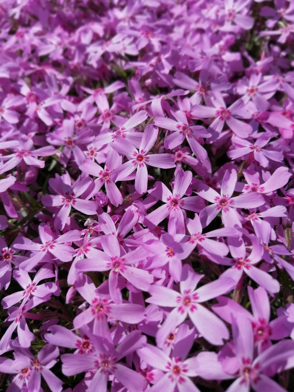 A bunch of violet-colored phlox flowers.
