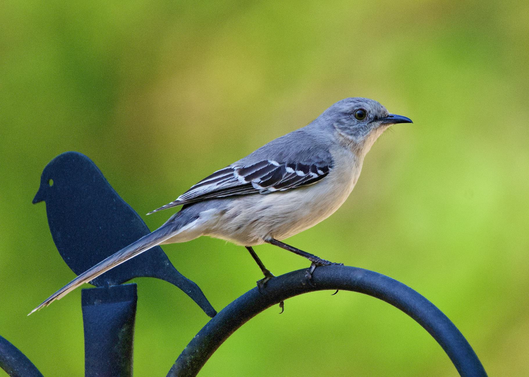 A mockingbird perched atop a bird feeder. 
