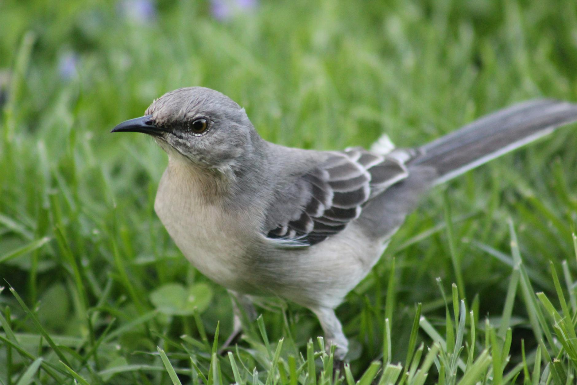A close up of a gray mockingbird in green grass.