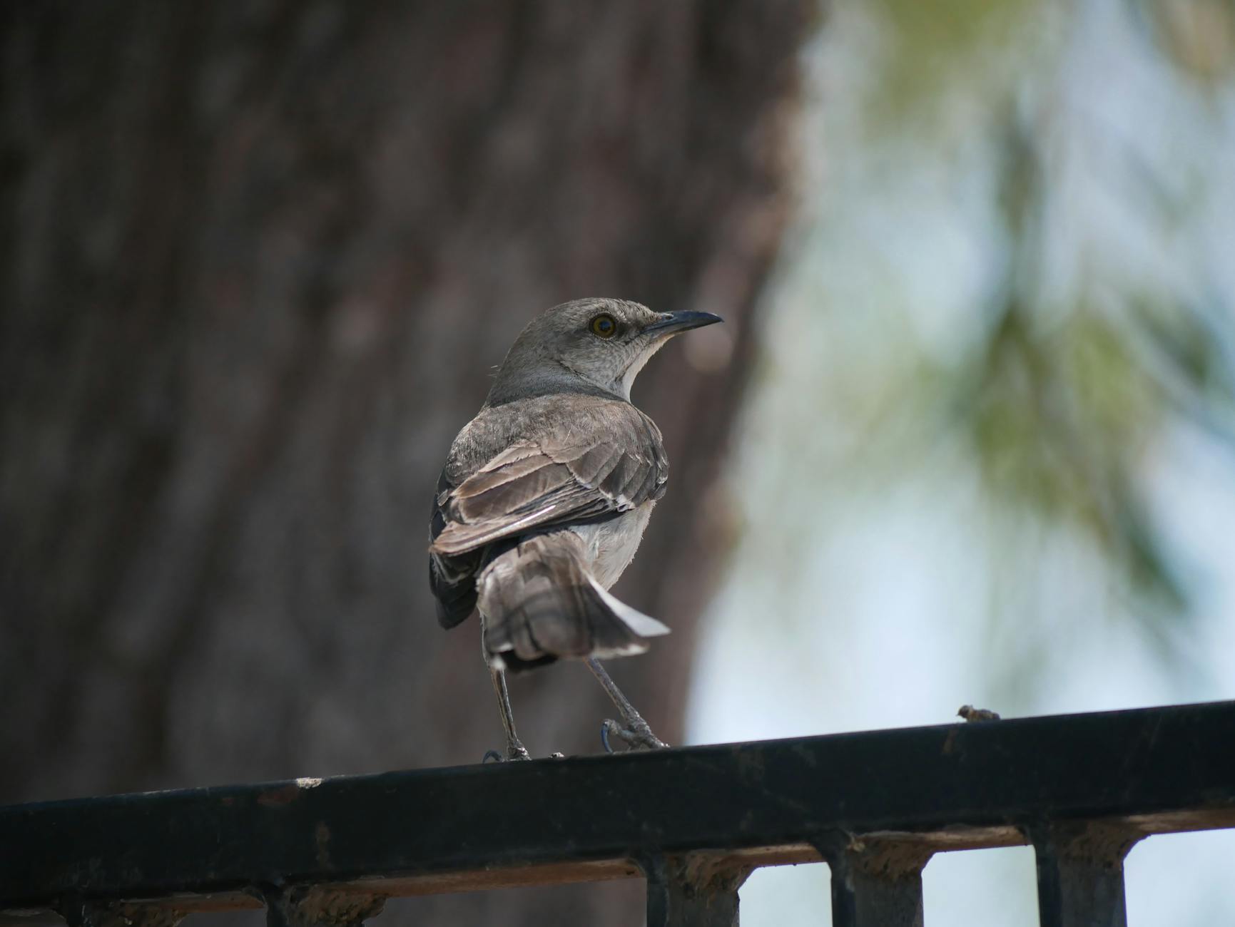 A mockingbird perched on a railing.
