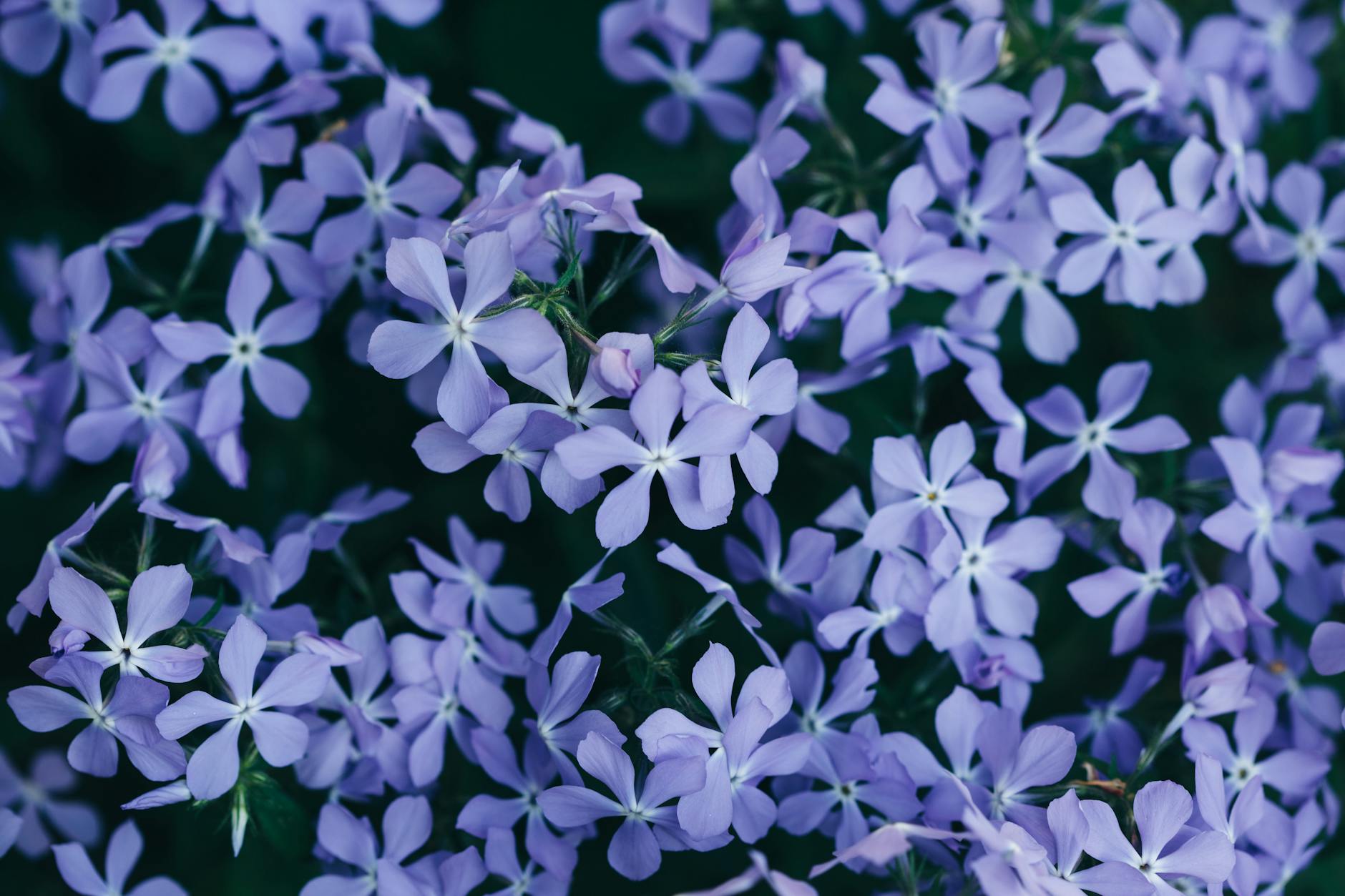 Blue phlox flowers.