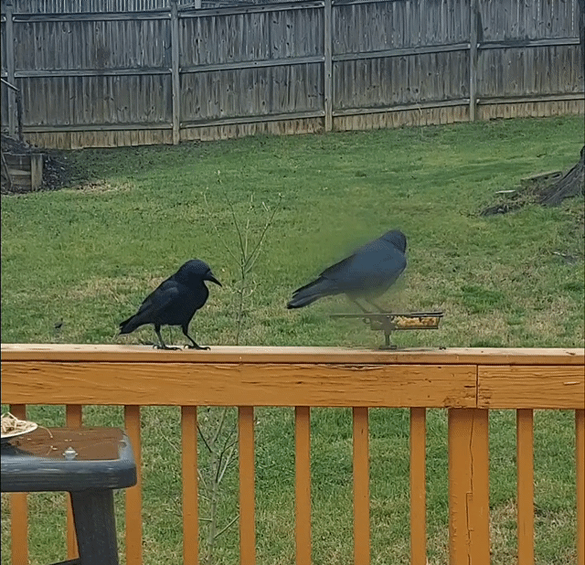 A pair of crows investigate a platform filled with crow food. 