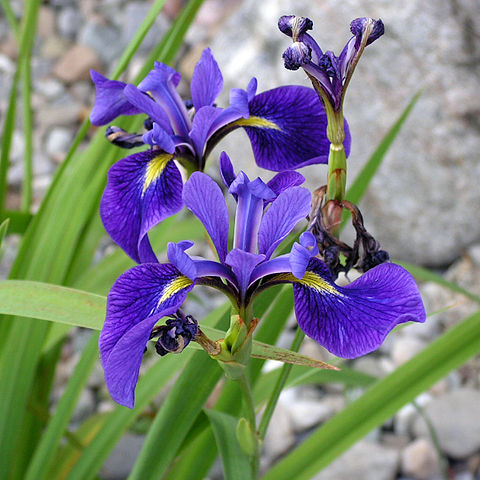 Several blue flag iris flowers and buds. 