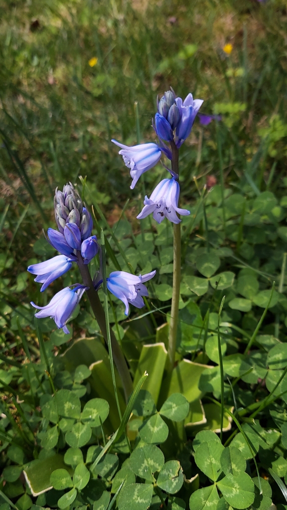 A pair of small Spanish bluebells growing in a patch of clover. 