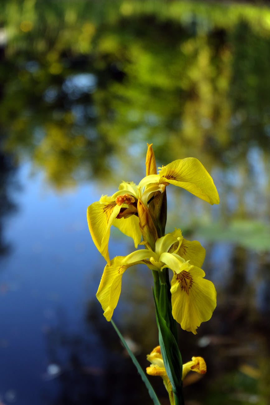 A yellow iris flower growing in front of the reflection from a pond. 