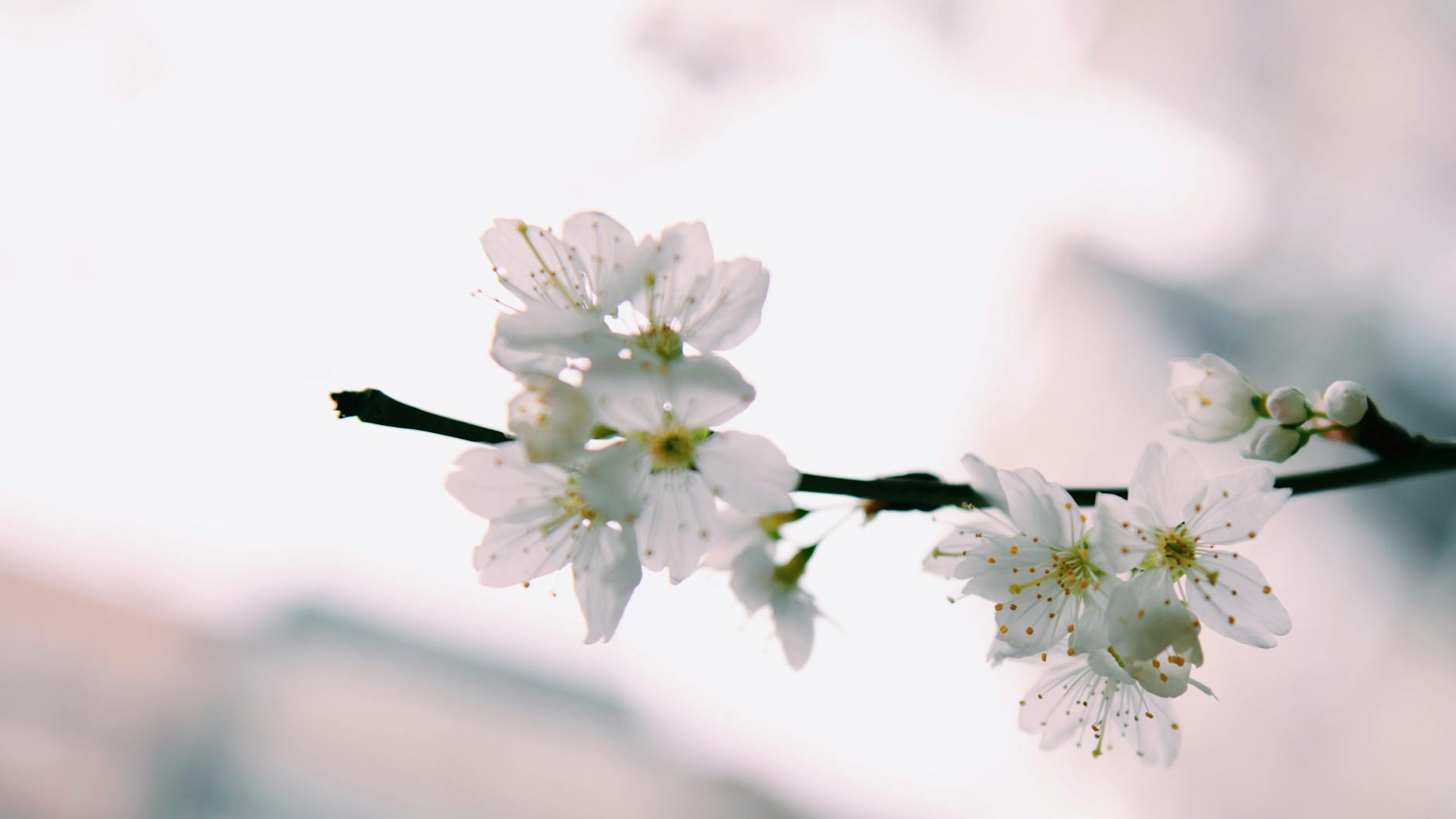 White plum blossoms on a black twig. 