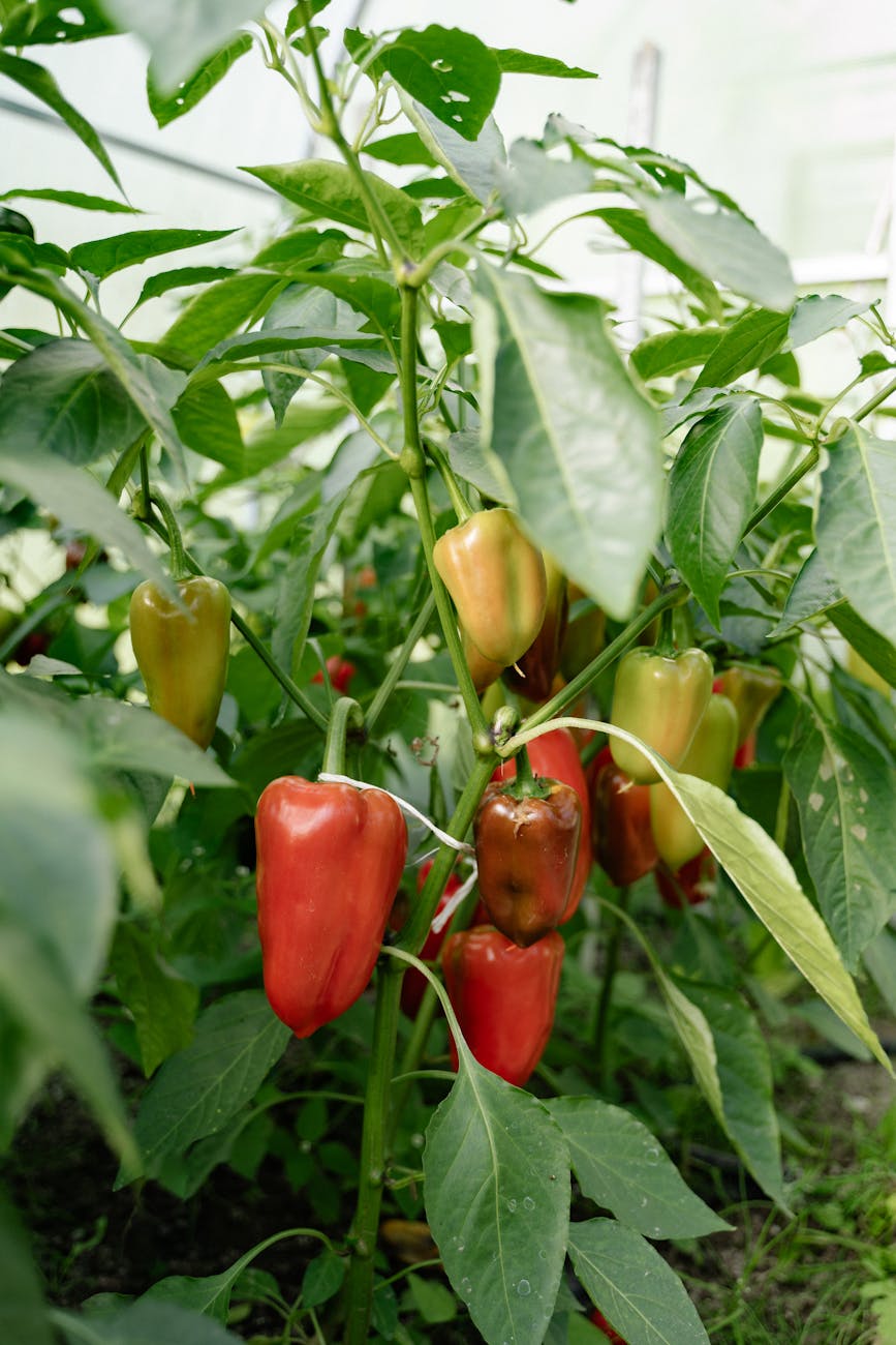 Red and yellow peppers on a pepper plant.
